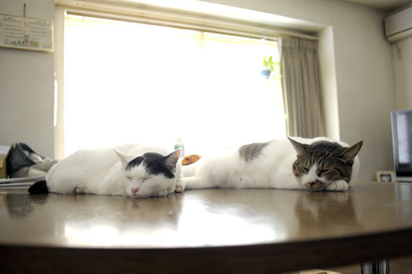 うちのとらまる