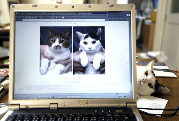 うちのとらまる