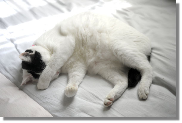 うちのとらまる