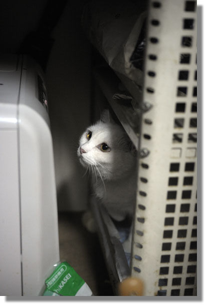 うちのとらまる