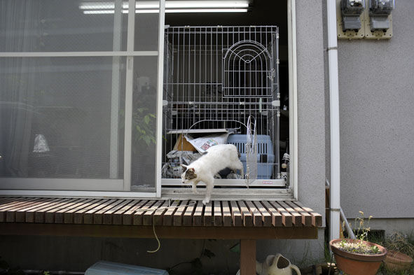 うちのとらまる