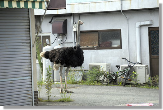 うちのとらまる