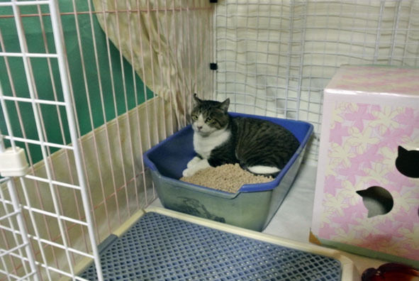 $うちのとらまる