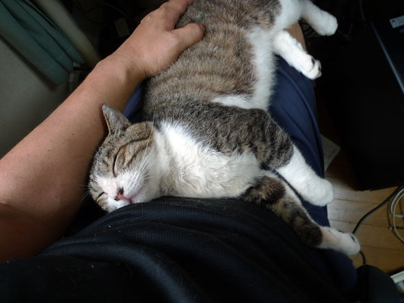 $うちのとらまる