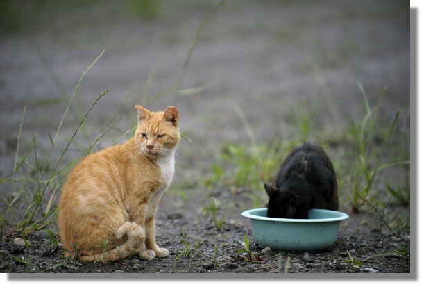 うちのとらまる