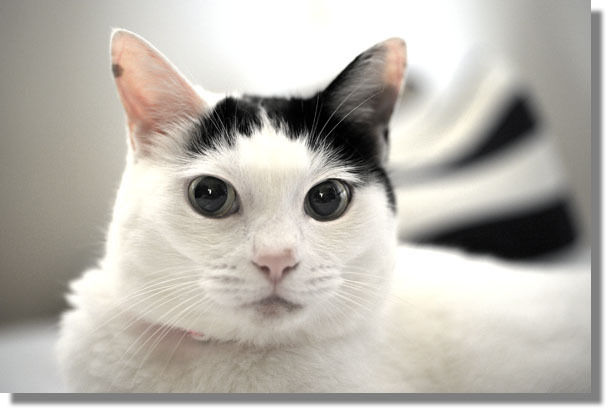 うちのとらまる