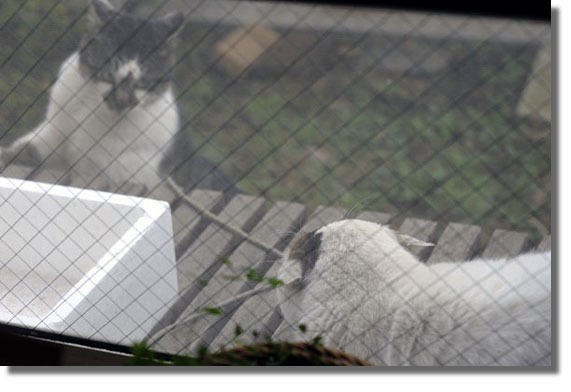 うちのとらまる