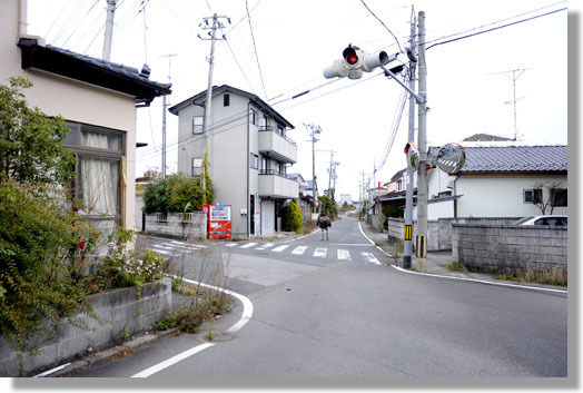 うちのとらまる