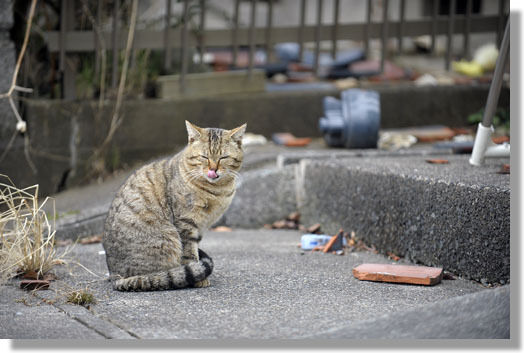 うちのとらまる