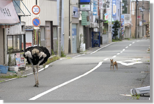 うちのとらまる
