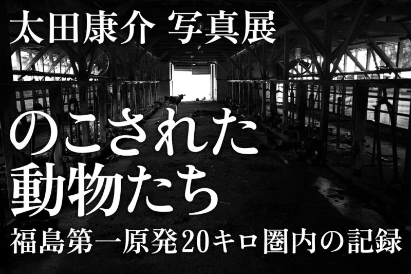 うちのとらまる