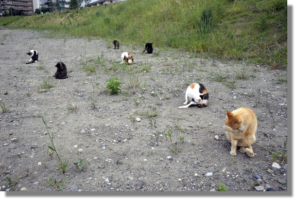 うちのとらまる