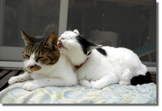 うちのとらまる
