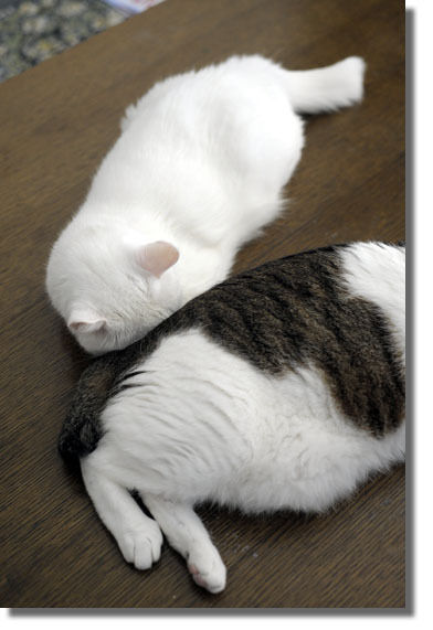 うちのとらまる