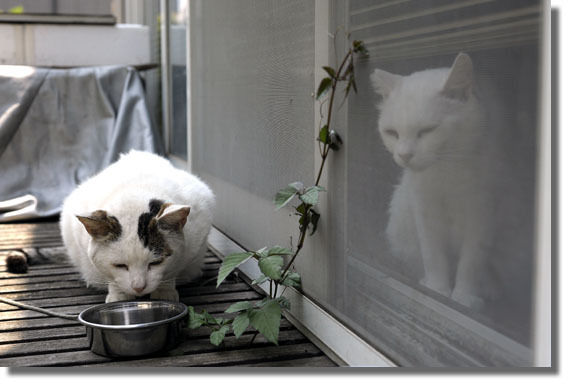 うちのとらまる