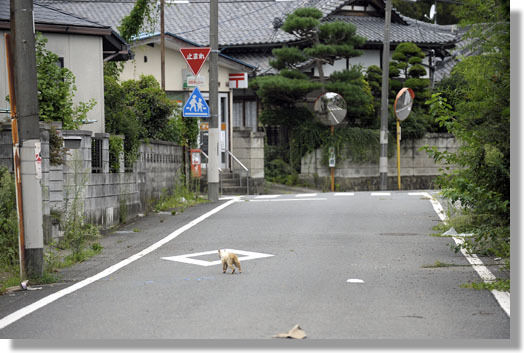 うちのとらまる