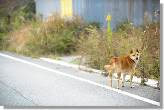 うちのとらまる