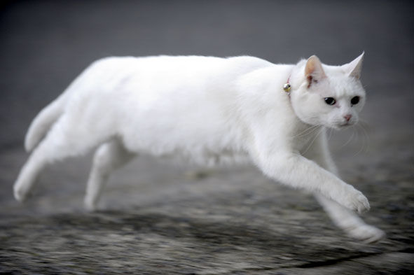 うちのとらまる