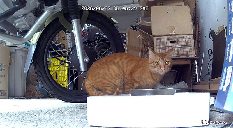 lREDcamera_0_live_1782510389483