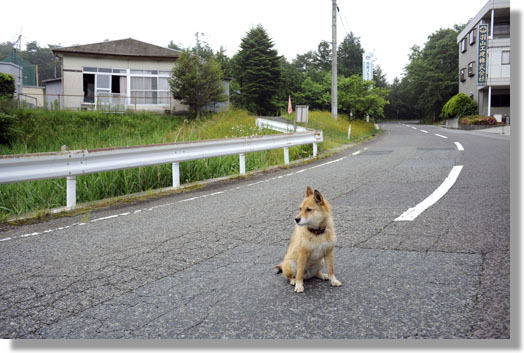 うちのとらまる