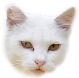 スモールシロ顔02