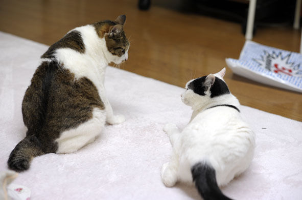うちのとらまる