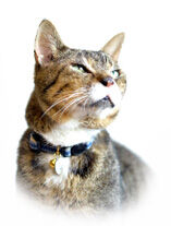 スモール文太の未来