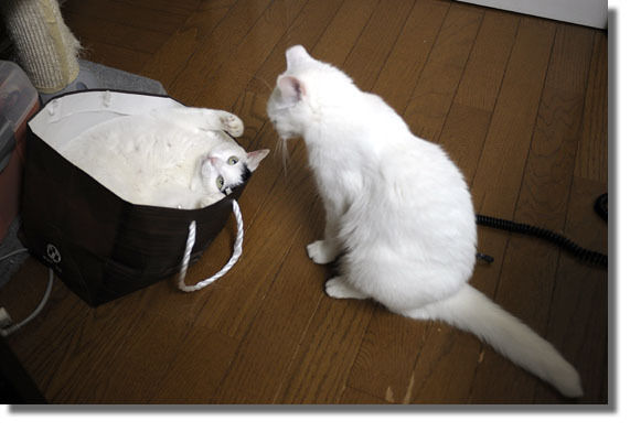 うちのとらまる