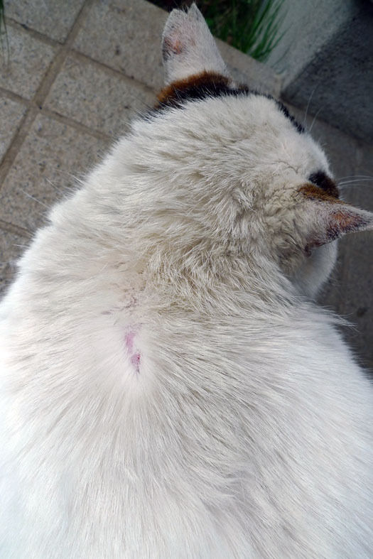 うちのとらまる