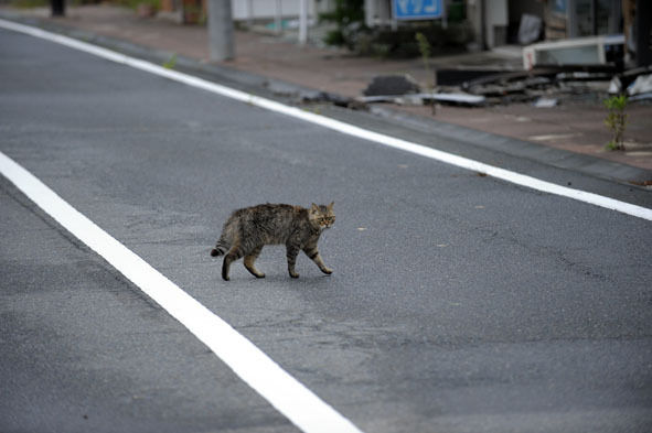 うちのとらまる