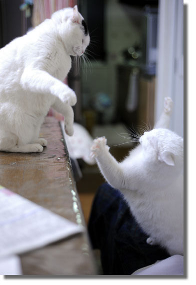 うちのとらまる