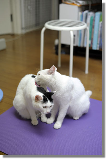 うちのとらまる