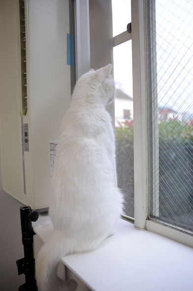 うちのとらまる