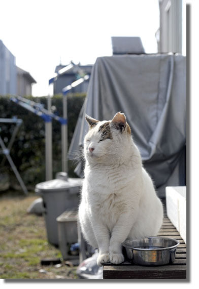 うちのとらまる