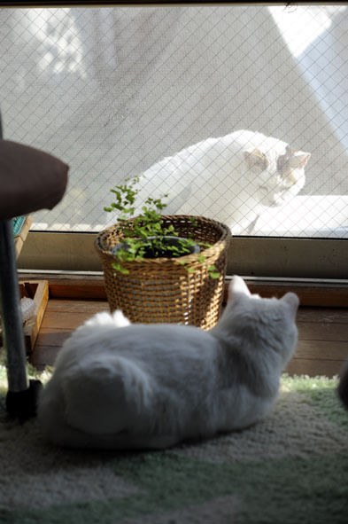 うちのとらまる
