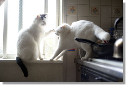 うちのとらまる