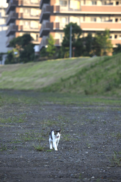 うちのとらまる