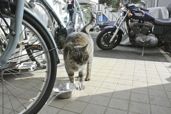 うちのとらまる
