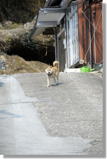 $うちのとらまる