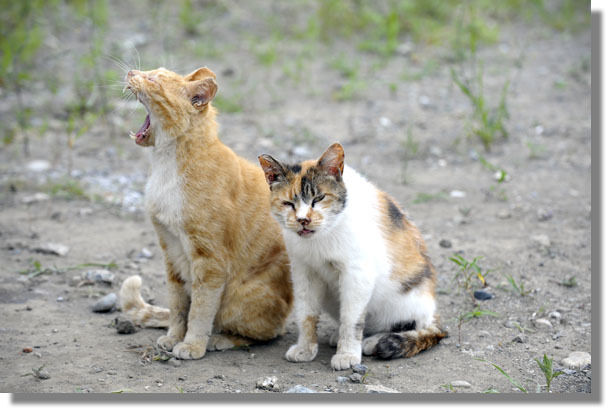 うちのとらまる