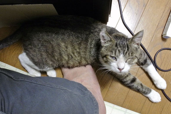$うちのとらまる