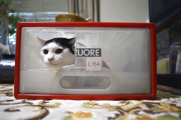うちのとらまる