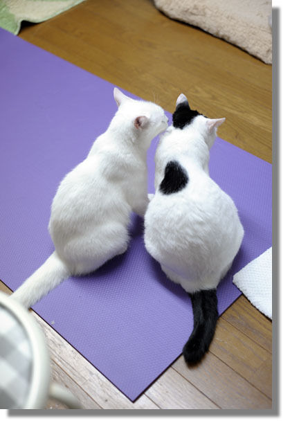 うちのとらまる