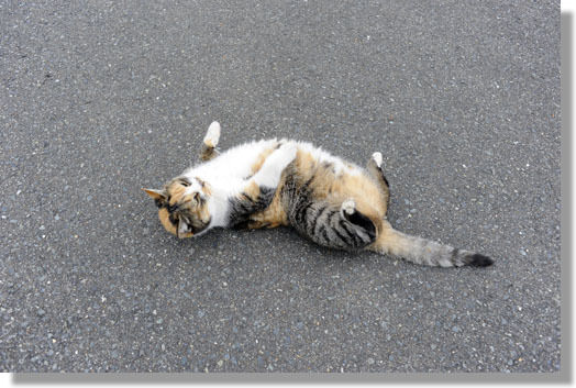 うちのとらまる