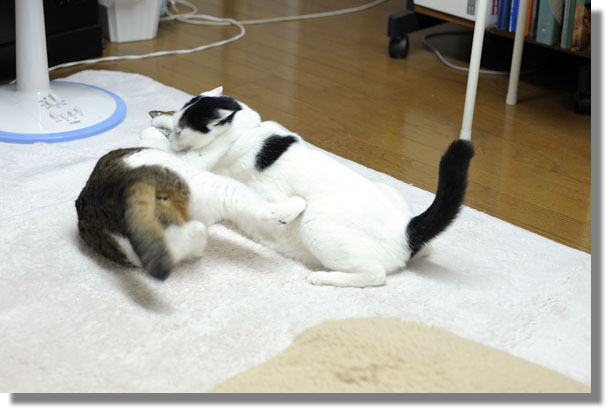 うちのとらまる