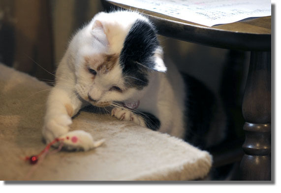 うちのとらまる
