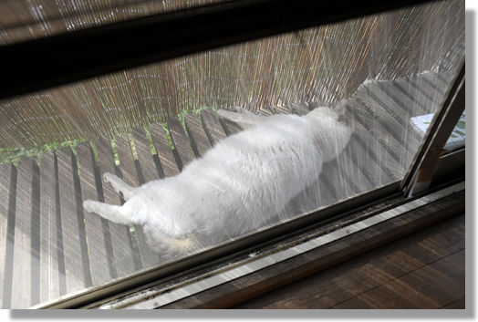 うちのとらまる