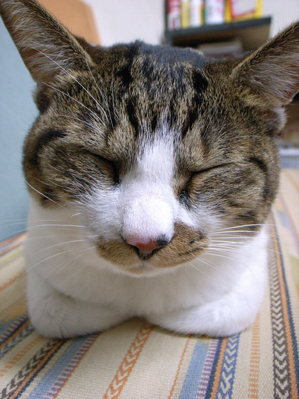 うちのとらまる