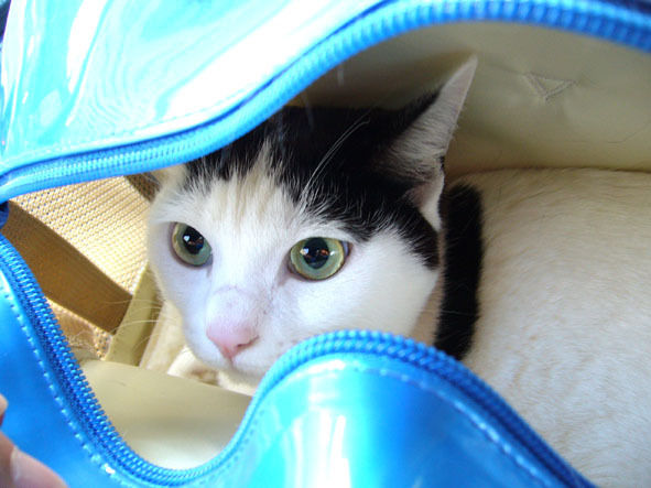 $うちのとらまる