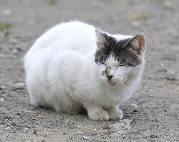 うちのとらまる